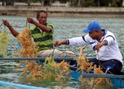 Budidaya Rumput Laut  Papua Capai 18 Ribu Hektar