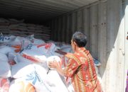 Beras Merauke Terbang ke Pasar Pasifik