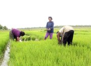 BPS: NTP Papua Turun