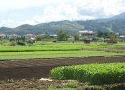 NTP Papua Turun 0,04 Persen