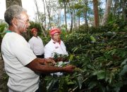 Ditangan JWW, Petani Berharap Kopi Baliem Mendunia