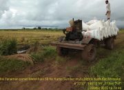 Penyebaran Covid-19 Tak Ganggu Produksi Pertanian Papua