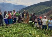 Ditengah Corona, Petani Tolikara Mulai Panen