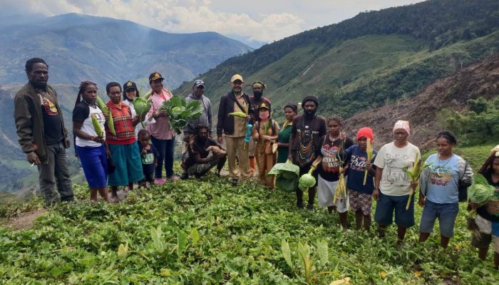 Ditengah Corona, Petani Tolikara Mulai Panen