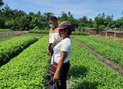 Petani Binaan LKC DD- MOR VIII Pertamina Papua Panen Perdana Aneka Sayuran