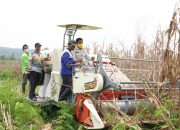 Petani Keerom Panen Jagung Kering