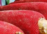 Dinas Pertanian Dorong Perluasan Lahan Buah Merah