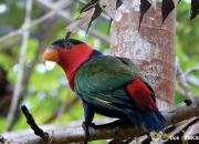 76 Ekor Satwa Endemik Papua Dilepas