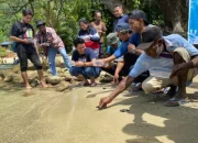 20 Ekor Penyu Lekang Dilepas