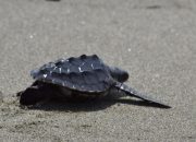 200 Tukik Penyu Lekang di Nabire Dilepas