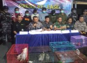 TNI AL Banjarmasin Gagalkan Penyelundupan Satwa Papua