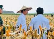 Presiden Jokowi Tinjau Ladang Jagung di Kabupaten Keerom