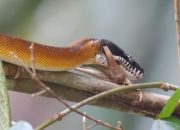 Kadal Mata Merah dan Ular Boa Dilepas ke Cycloop