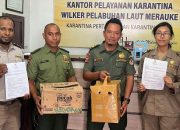 Karantina Merauke Amankan Burung Endemik