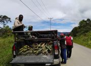 KNPI Dogiyai Tanam 500 Bambu di Trans Papua