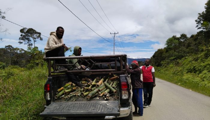 KNPI Dogiyai Tanam 500 Bambu di Trans Papua