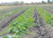 Petani di Merauke Butuh Suplai Air