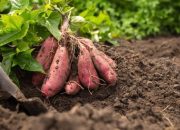 Mentan Pastikan Kirim Bantuan Ke Yahukimo