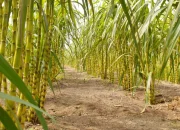 Pemerintah Akan Bangun Pabrik Gula di Papua Rp3 T