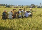 Wamendagri dan Gubernur Ribka Panen Raya Padi