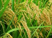 500 Ribu Hektar Sawah Dicetak, Merauke Diproyeksikan Jadi Lumbung Pangan di Indonesia Timur