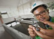 Kolaborasi Freeport, BBKSDA dan Lembaga Konservasi Jaga Keanekaragaman Hayati di Tanah Papua