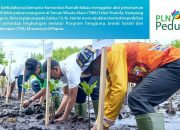 PLN dan Stakeholder Tanam Seribu Bibit Mangrove