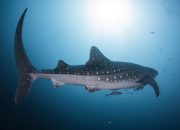 Kolaborasi Pertamina dan KLHK, 203 Hiu Paus di Whale Shark Center  Teluk Cendrawasih