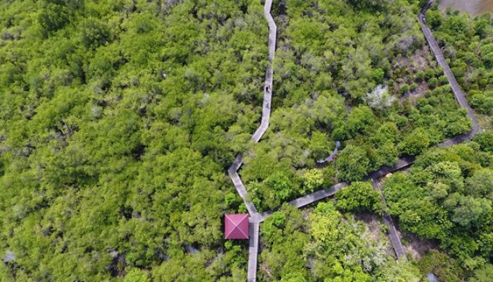 LindungiHutan Rilis Capaian Pelestarian Lingkungan Sepanjang 2023