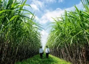 LBH Soroti Proyek Strategis Nasional di Merauke