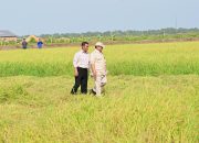 Presiden Prabowo Berkunjung ke Papua Selatan  Tinjau Panen Padi