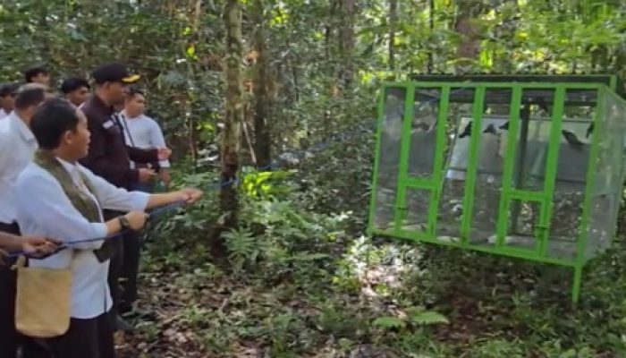 Menhut Raja Antoni Lepasliarkan Satwa Dilindungi di Sorong