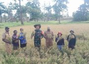 Padi di Kampung Bokem, Merauke Mulai Dipanen