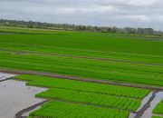 Program 1 Juta Hektare Pertanian untuk Ketahanan Pangan