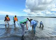 Freeport Tebar 10.000 Anakan Ikan Barramundi  dan Kepiting di Muara Sungai Ajkwa