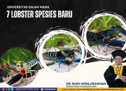 Tim UGM Temukan 7 Spesies Baru Lobster Air Tawar Papua Barat