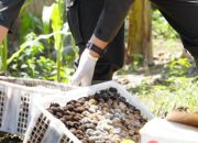 Karantina Papua Musnahkan 4,19 Ton Komoditas Tidak Layak Konsumsi