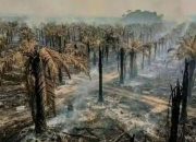 Aliansi LBH Desak Pemerintah Tetapkan Darurat Karhutla dan Hentikan PSN di Tanah Papua